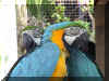 Bird4_WEB.jpg (86969 bytes)