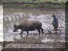 Buffalo_WEB.jpg (132621 bytes)