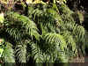 Ferns3_WEB.jpg (204082 bytes)