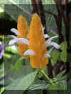 Flower16_WEB.jpg (56944 bytes)