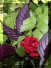 Flower25_WEB.jpg (92101 bytes)
