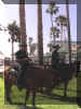 Horsecops_WEB.jpg (85302 bytes)