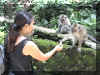 Namonkey_WEB.jpg (42786 bytes)