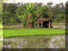 Ricefield10_WEB.jpg (149637 bytes)
