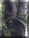 Tree2_WEB.jpg (138237 bytes)