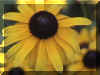 flower11.jpg (117469 bytes)