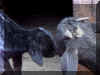 goatkiss.jpg (136363 bytes)